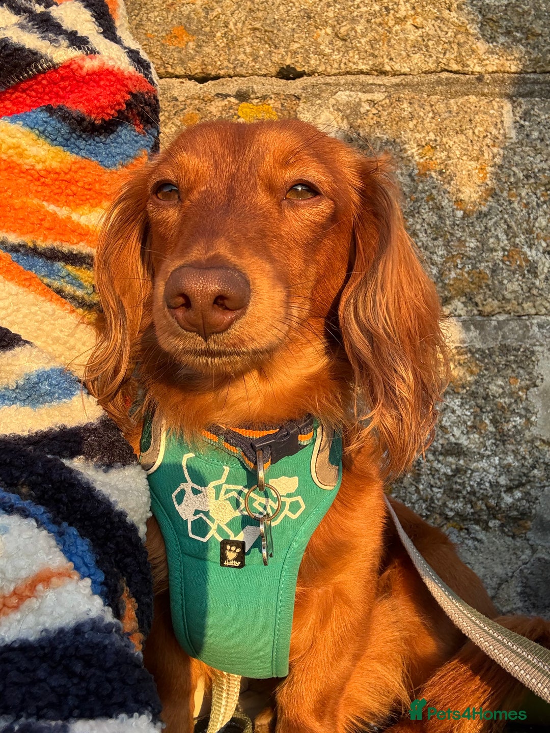 Dachshund dogs for stud: Miniature Red Long Haired Dachshund For Stud  - Image 3