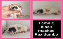 Rat rodents for sale: Adorable Dumbo Baby Rats ❤️ - Image 1