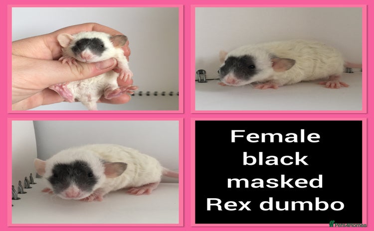 Rat rodents - Advert 6