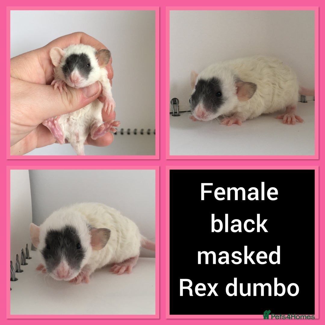 Rat rodents for sale: Adorable Dumbo Baby Rats ❤️ - Image 1