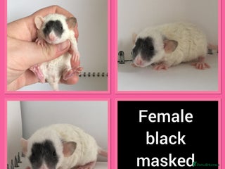 Rat rodents Adorable Dumbo Baby Rats ❤️ - Advert 1