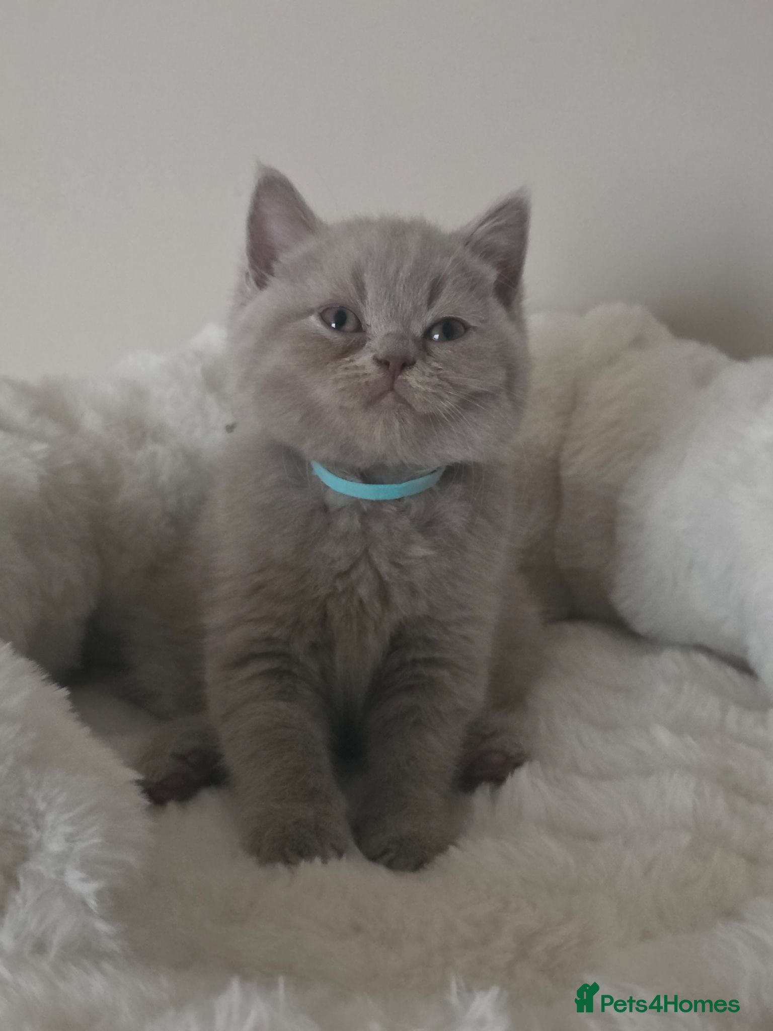 British Shorthair cats 9 Beautiful British Shorthairs - Advert 1