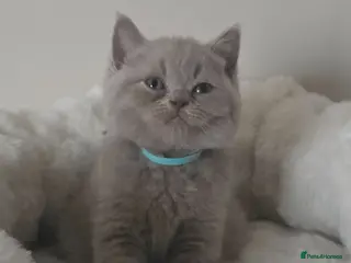 British Shorthair cats 9 Beautiful British Shorthairs - Advert 1