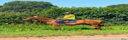 Irish Thoroughbred horses for sale: Goldie the golden girl !!  - Advert 2