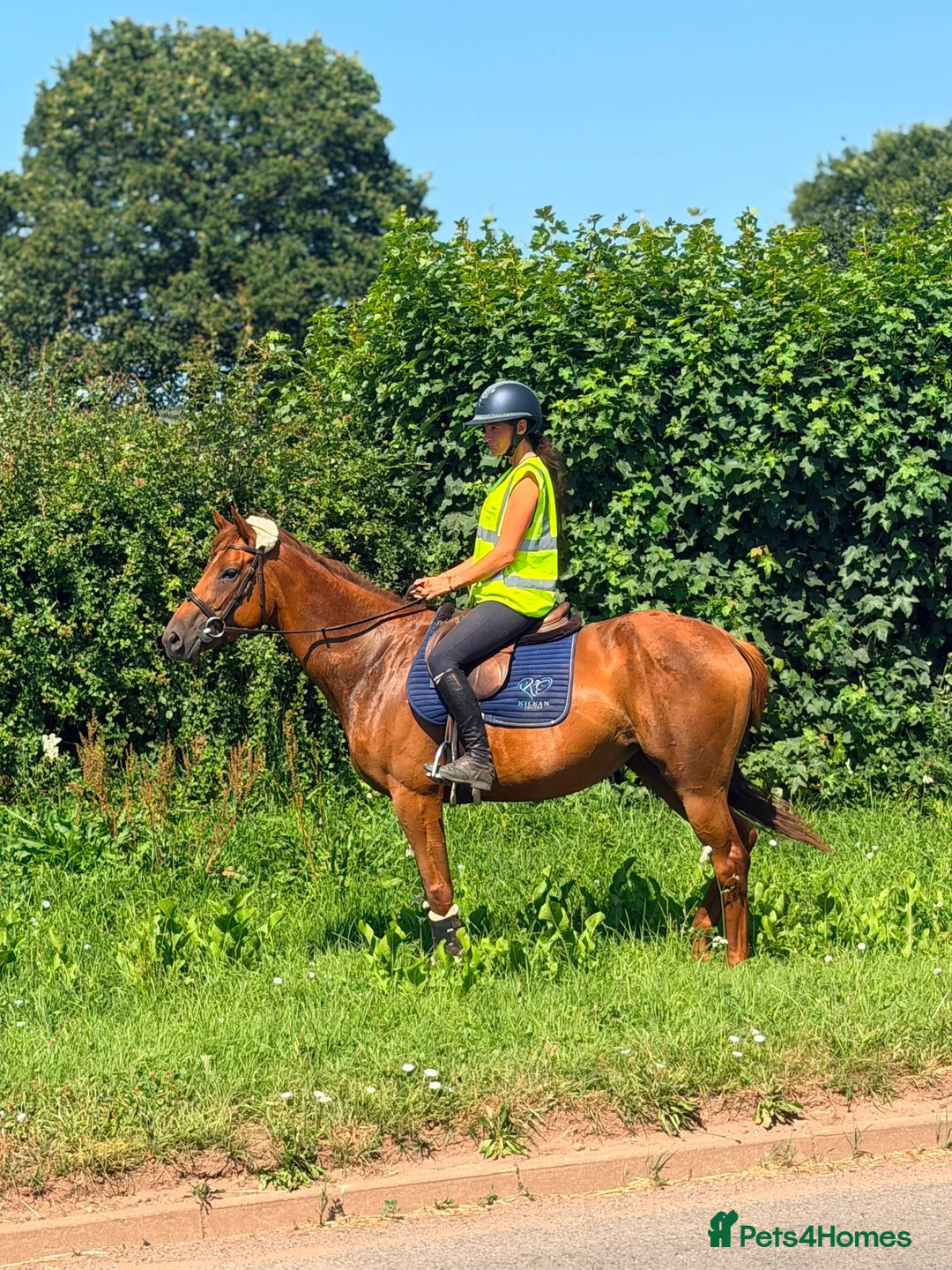 Irish Thoroughbred horses for sale: Goldie the golden girl !!  - Advert 2