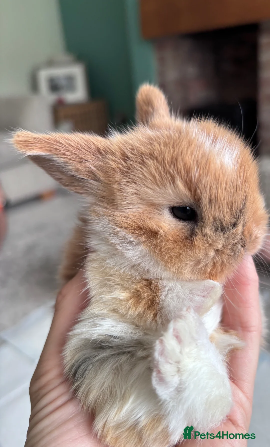 Mini Lop rabbits for sale: 3 adorable Mini Lop rabbits looking for new home - Advert 1