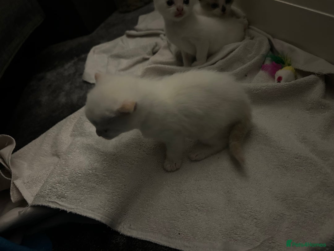 Mixed Breed cats for sale: Gorgeous fully kittens  - Advert 11