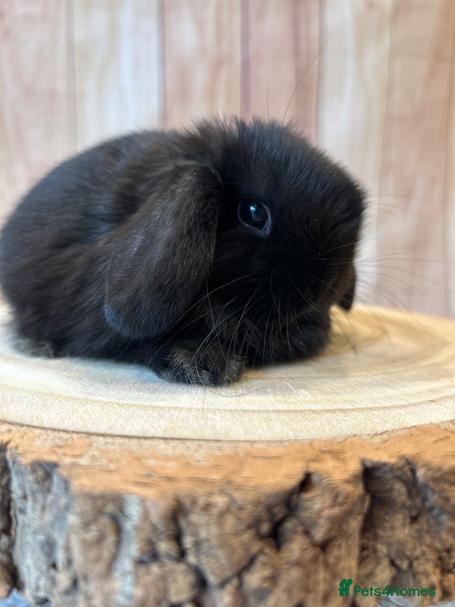 Mini Lop rabbits 🐰Gorgeous mini lops🐰 - Advert 2
