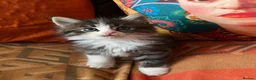 Persian cats for sale: Beautiful Persian Kittens  - Advert 6