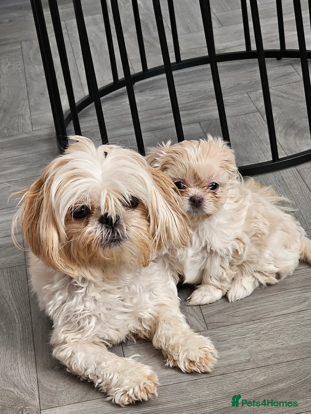 Shih Tzu dogs for sale: pure breed imperial shitzu puppies  - Advert 1