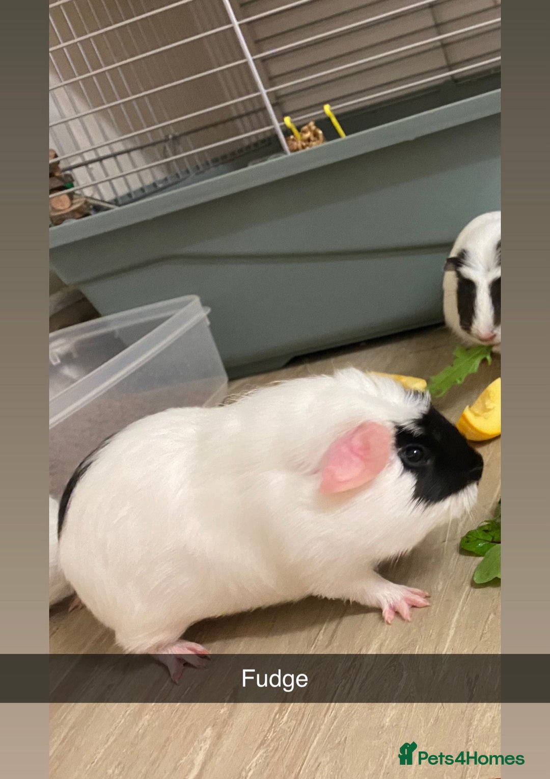 Guinea Pig rodents for sale: Rehoming mixed herd - Advert 2