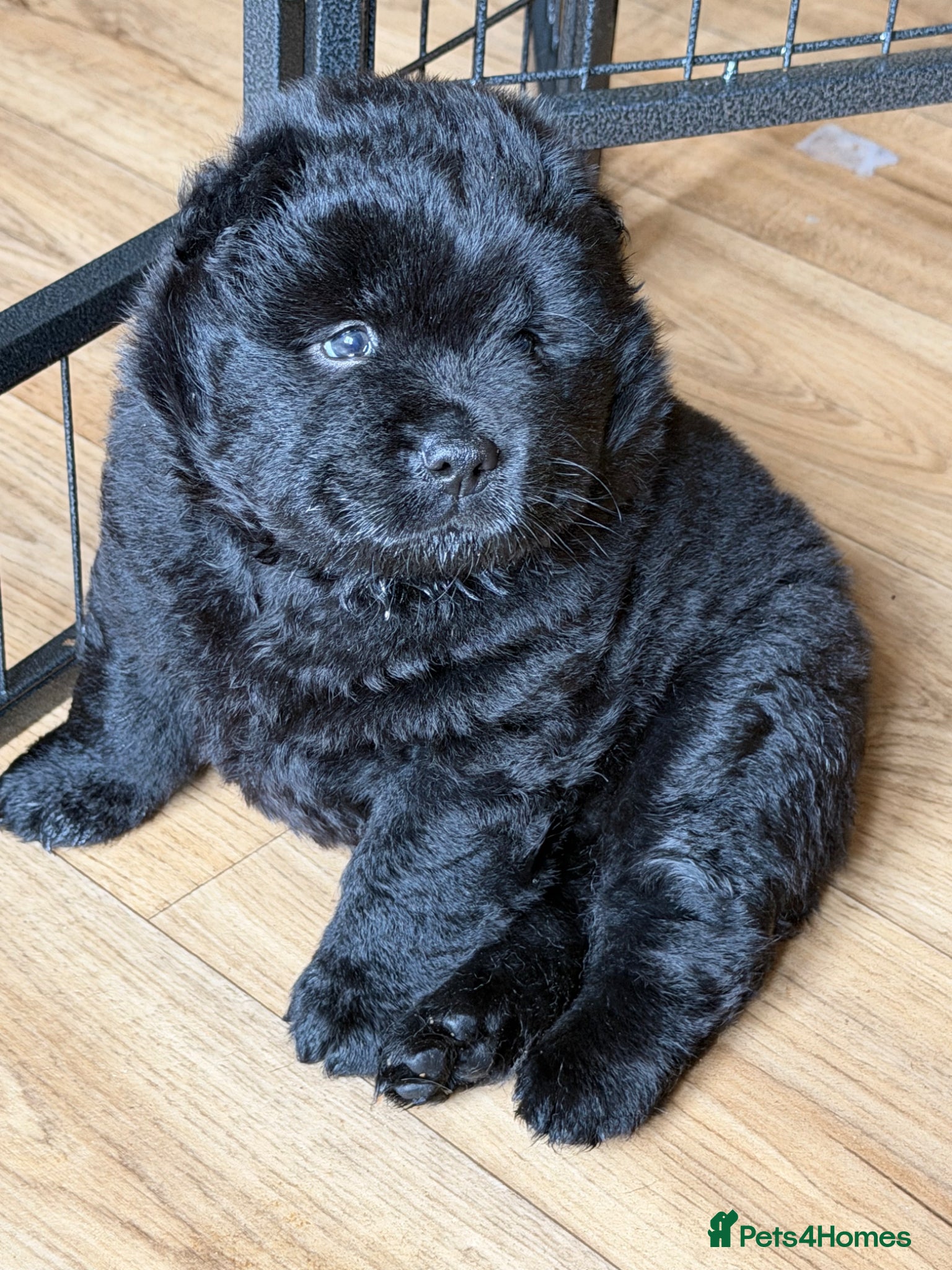 Mixed Breed dogs Adorable Chaffy Chow pups  - Advert 16