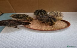 Quail poultry for sale: Jumbo celadon quail/Bantams chicks/Silkies - Image 13