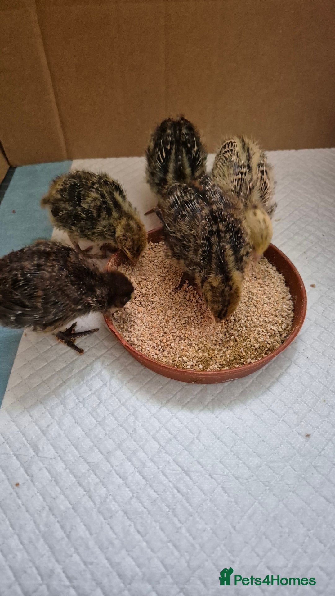 Quail poultry for sale: Jumbo celadon quail/Bantams chicks/Silkies - Image 13