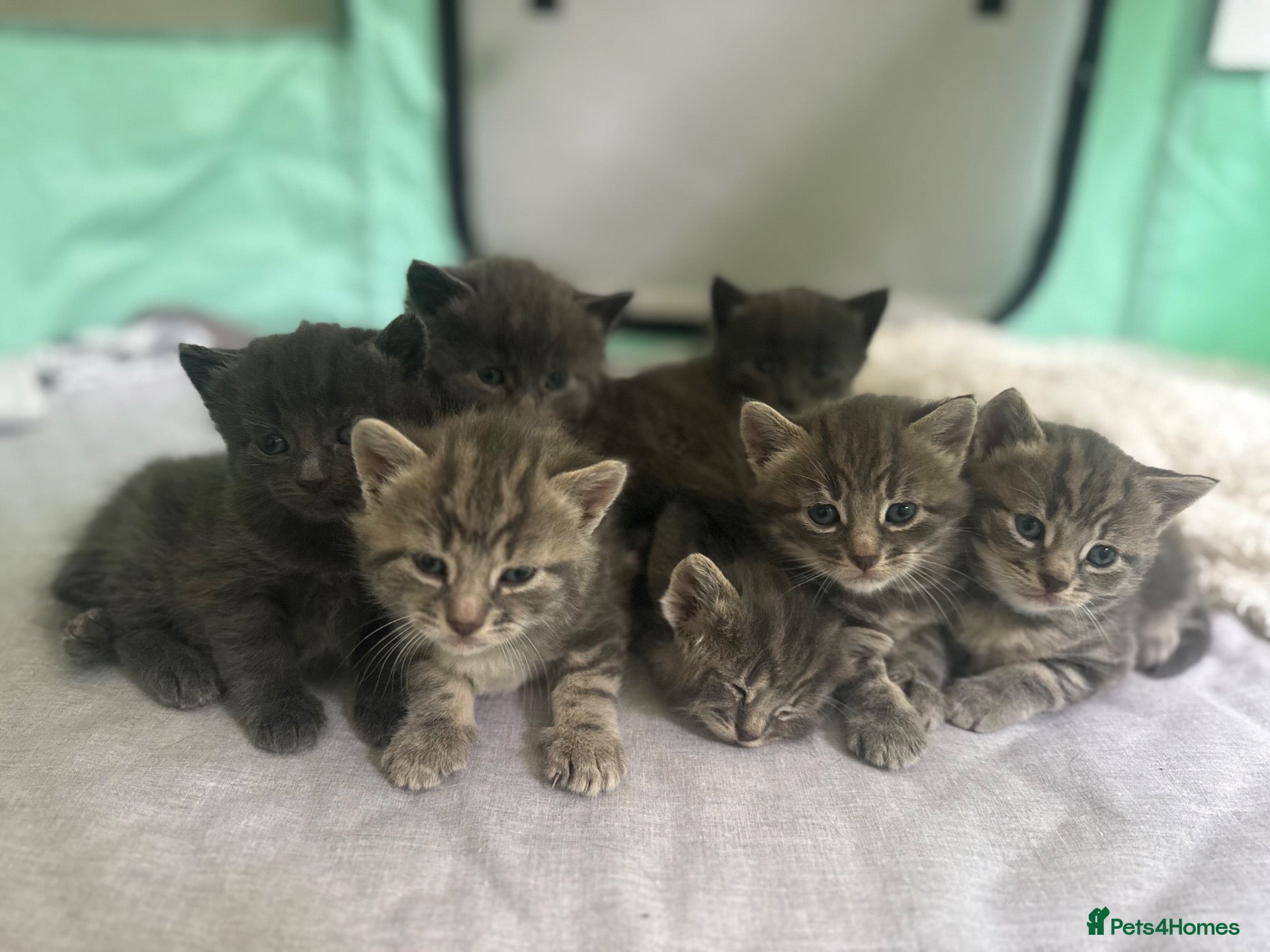 Domestic Shorthair cats Beautiful Grey blue kittens & grey tabbies x 7 - Advert 4