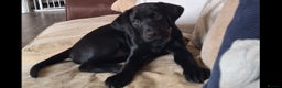 Labrador Retriever dogs for sale: Beautiful black Labrador - Advert 2