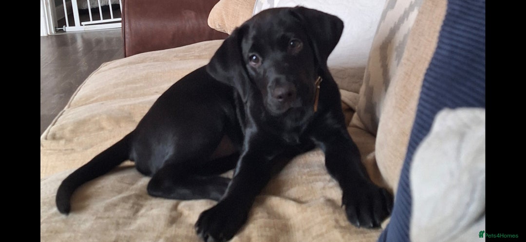 Labrador Retriever dogs for sale: Beautiful black Labrador - Advert 2