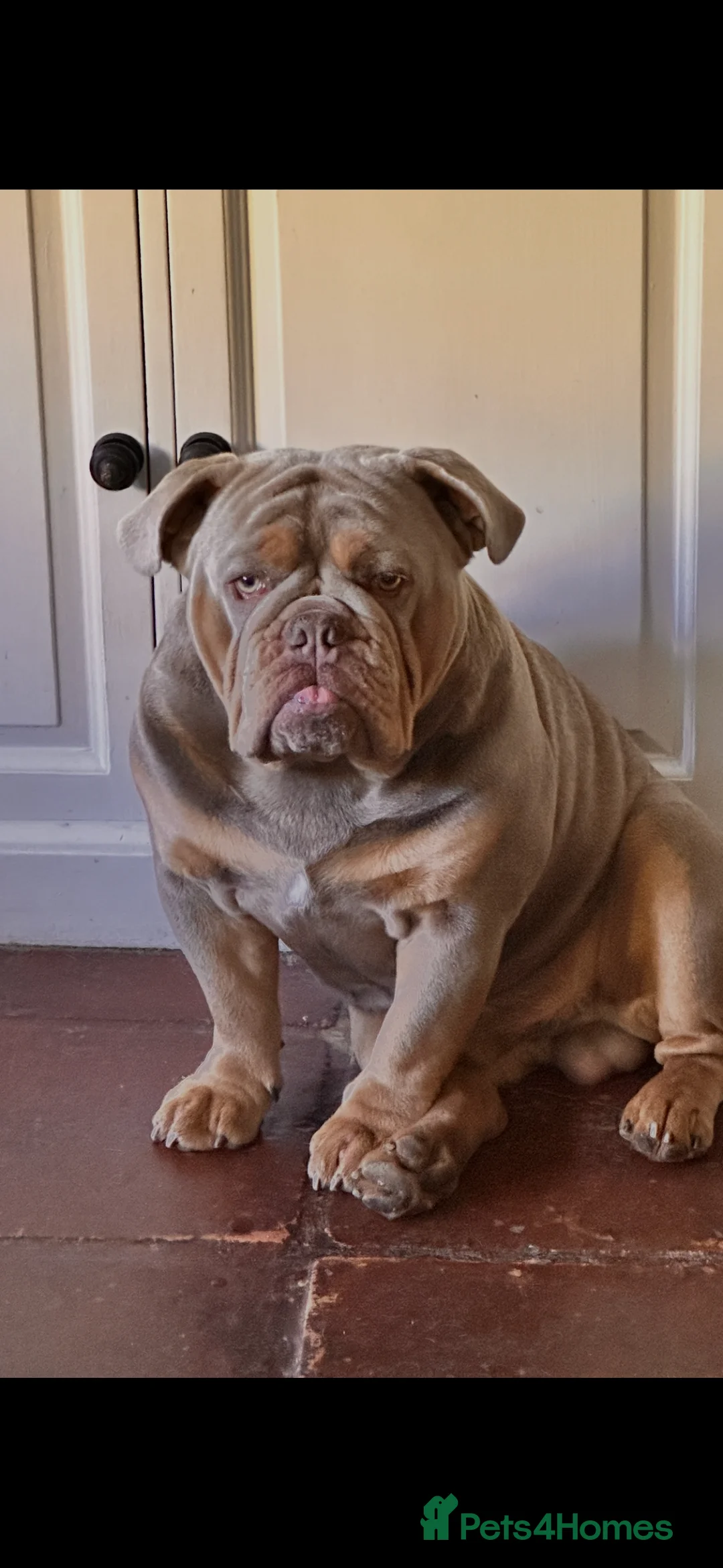 English Bulldog dogs for stud: English bulldog for stud  - Advert 1