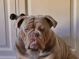 English Bulldog dogs English bulldog for stud - Advert 4