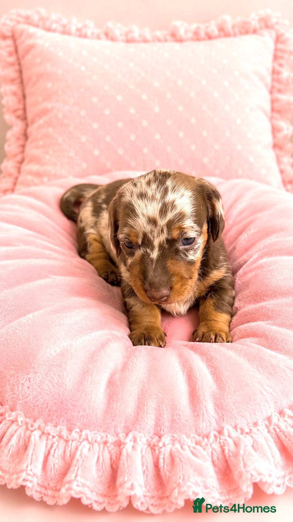 Miniature Dachshund dogs 5★ LICENSED BREEDER, KC registered, PRA clear  - Advert 1