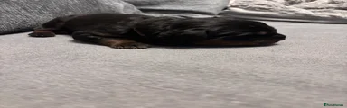 Rottweiler Puppy 7