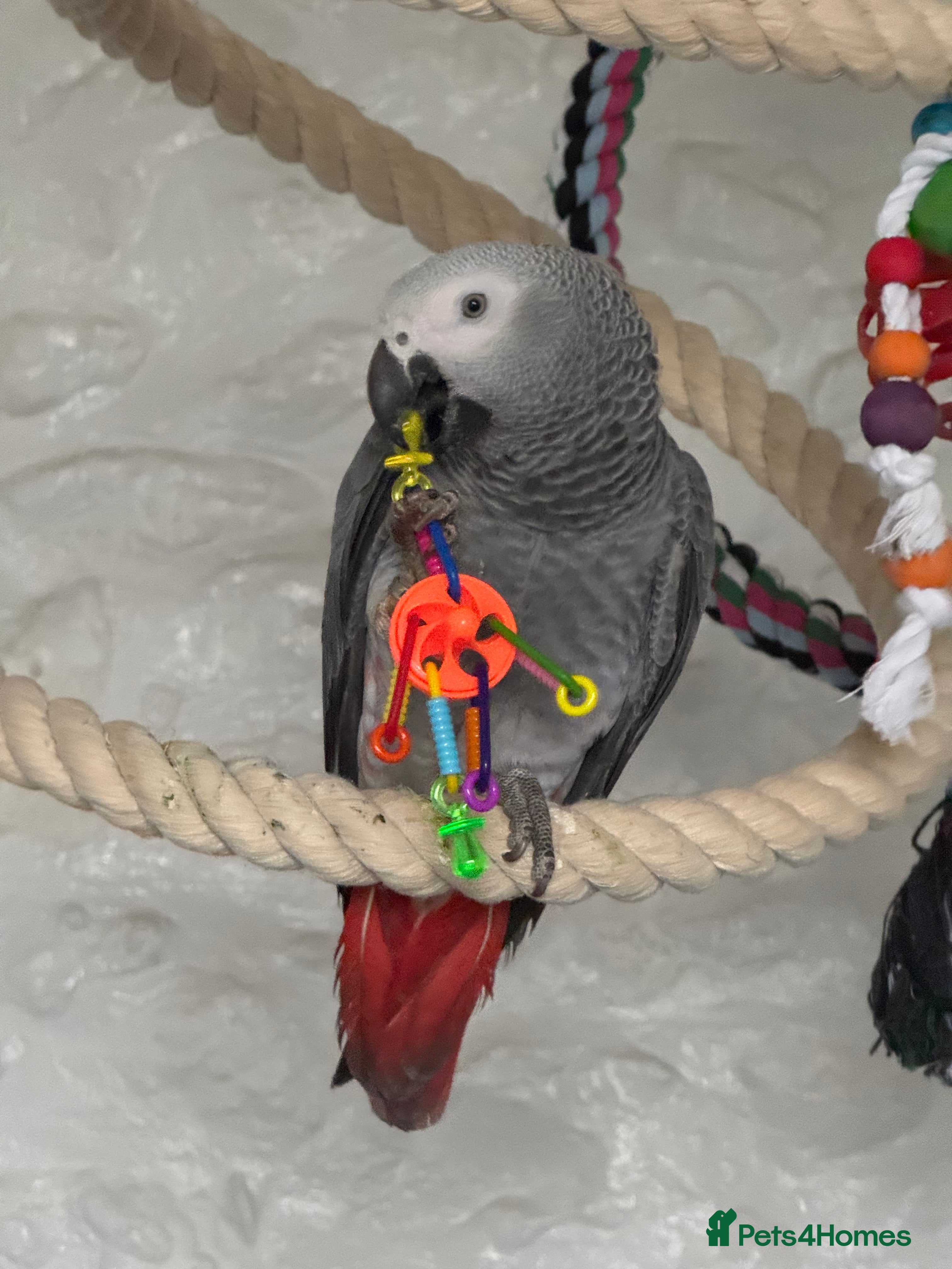 Parrots birds 7 Month old, male African Grey Parrot - Advert 15