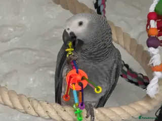 Parrots birds 7 Month old, male African Grey Parrot - Advert 15