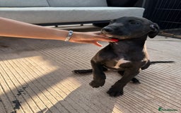 Lurcher dogs for sale: Bull cross puppies  - Image 6