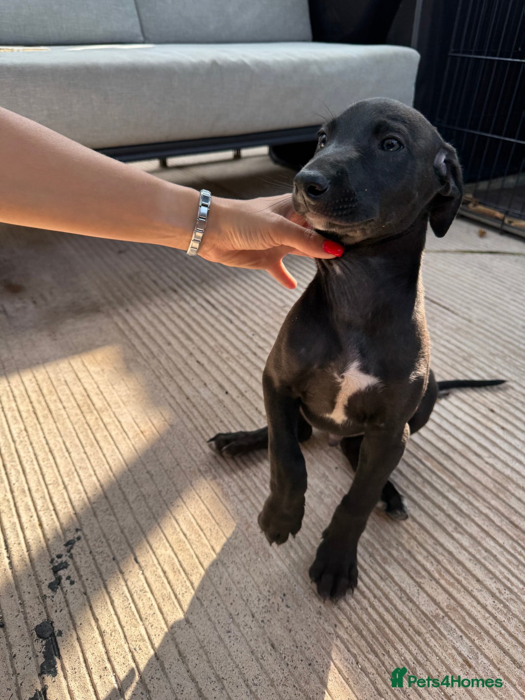 Lurcher dogs for sale: Bull cross puppies  - Image 6