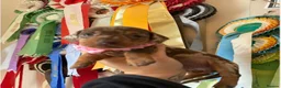 Miniature Dachshund dogs for sale: Elite Miniature Dachshund Litter in Torquay - Advert 12
