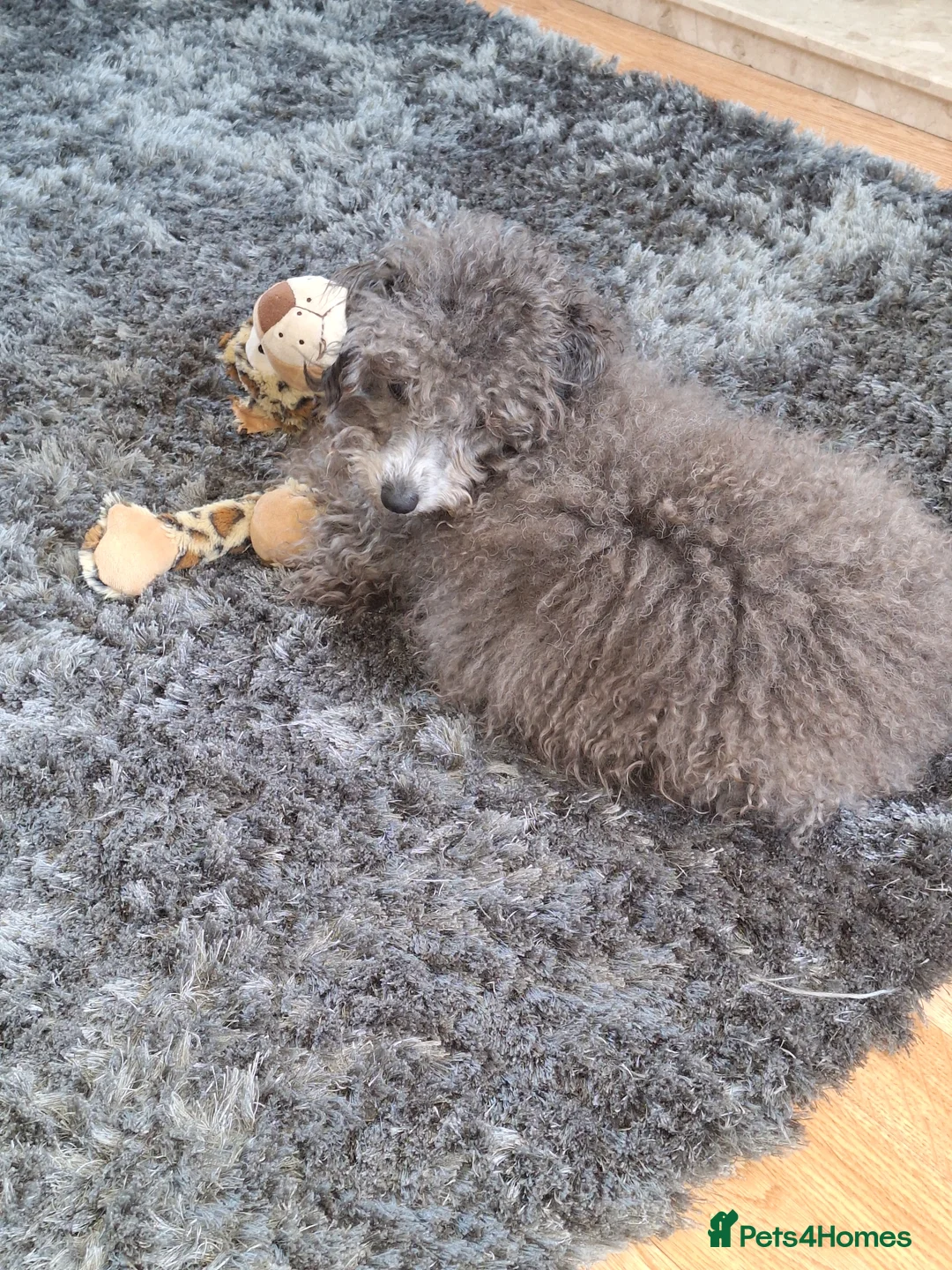 Cockapoo dogs for sale: Tiny cockerpoo in Port Talbot - Advert 3