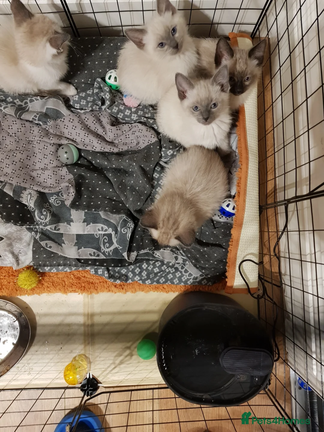Ragdoll cats for sale: RAGDOLL X KITTENS READY NOW - Advert 5