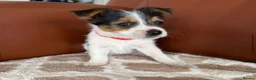 Mixed Breed dogs for sale: Yorkshire terrier X Jack Russell in Harlow - Advert 11