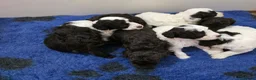 Cockapoo dogs for sale: F1b chocolate & parti roan cockapoos.HEALTH TESTED - Advert 14