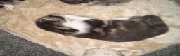 Mixed Breed cats for sale: Kittens for sale  in London - Advert 7