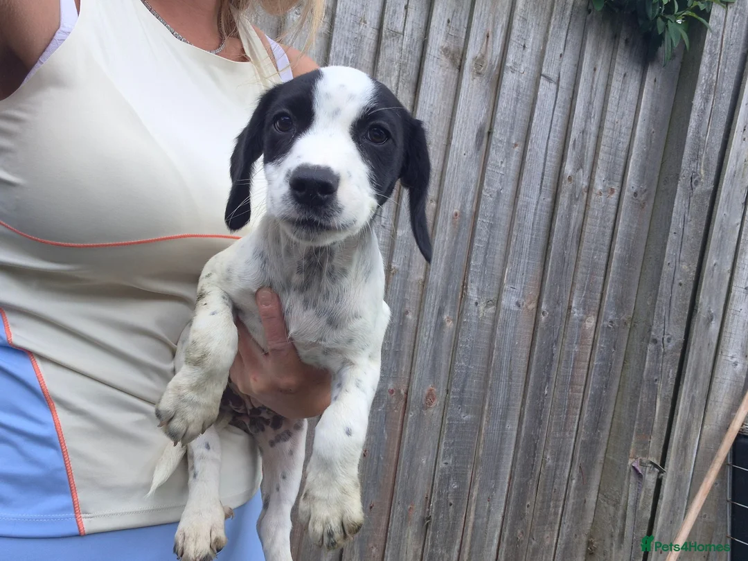 Mixed Breed dogs for sale: Jack Russell cross cocker spainel - Advert 6