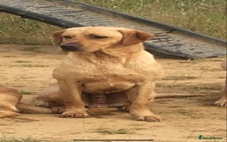Labrador Retriever dogs for sale: Yellow Labrador Puppies  - Image 2