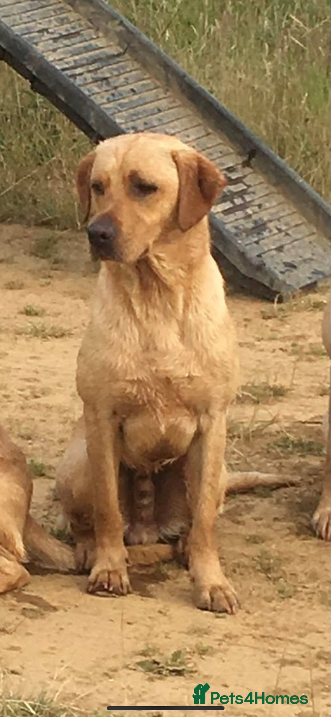 Labrador Retriever dogs for sale: Yellow Labrador Puppies  - Image 2