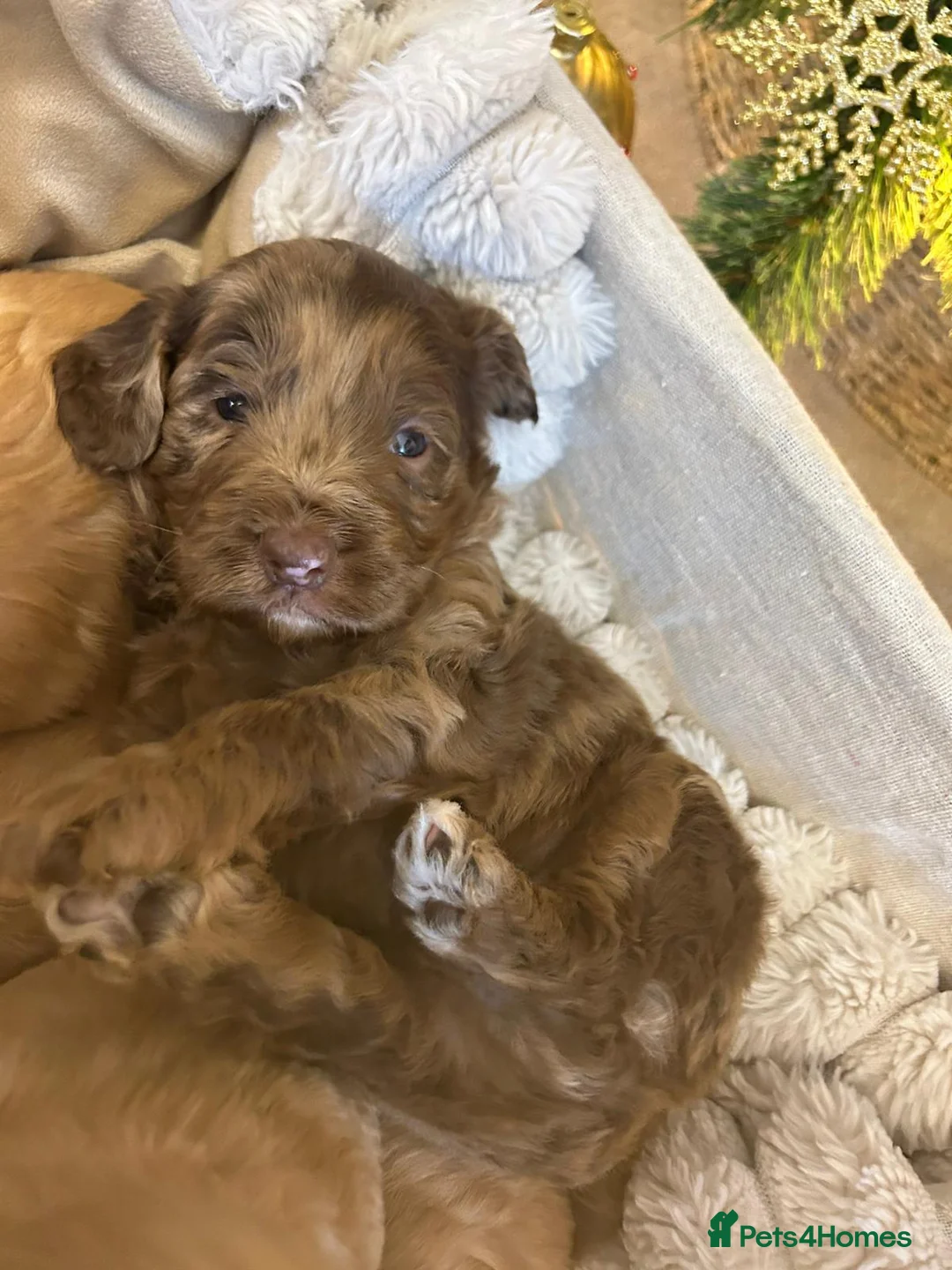 Cockapoo dogs for sale: Stunning Cockapoo Puppies available - Advert 6