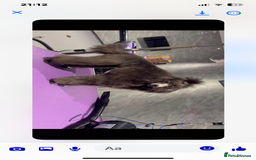 Schnoodle dogs for sale: LAst GIRL REDUCED READY NOW  - Image 12