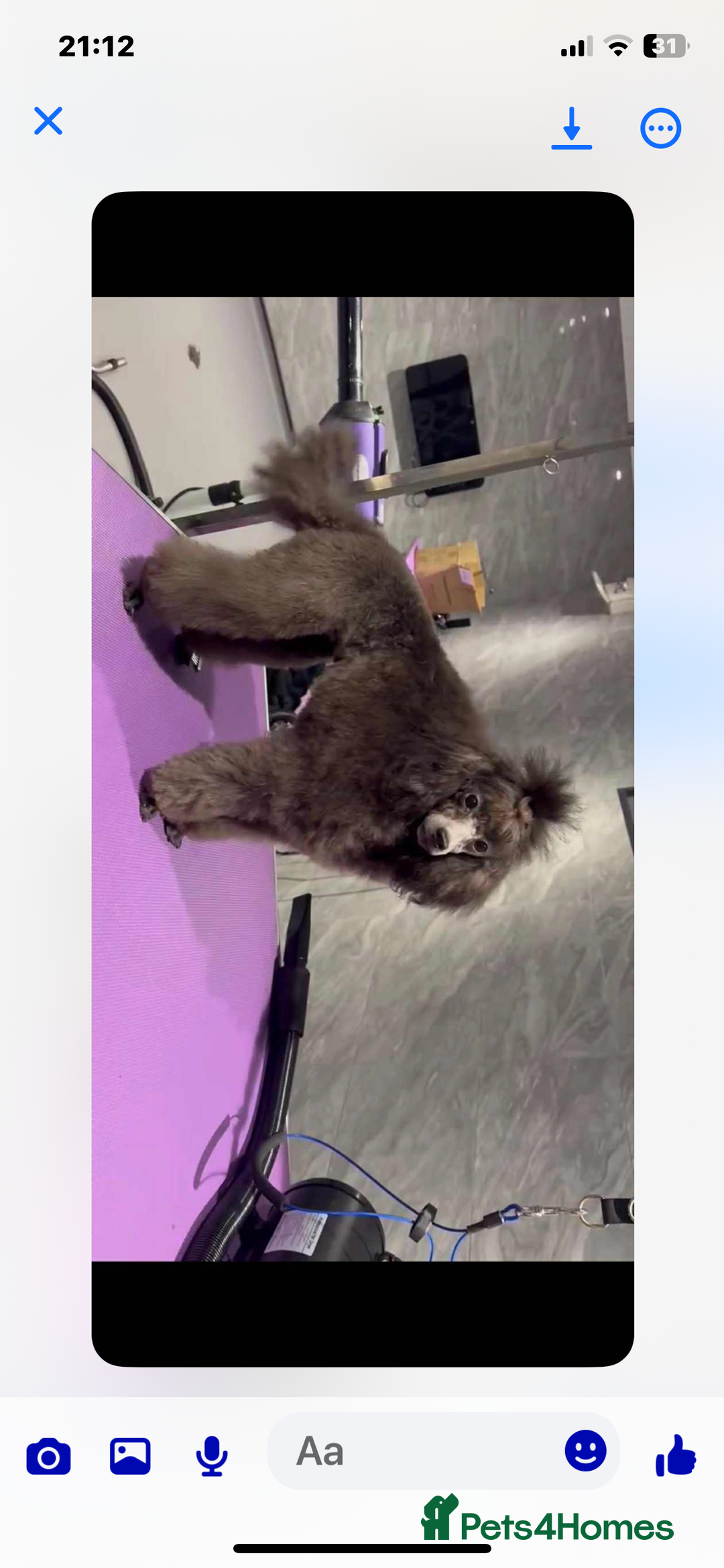 Schnoodle dogs for sale: LAst GIRL REDUCED READY NOW  - Image 12