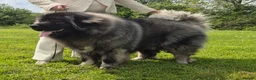 Caucasian Shepherd Dog dogs for sale: Caucasian shepherd Junior Champion  - Advert 15