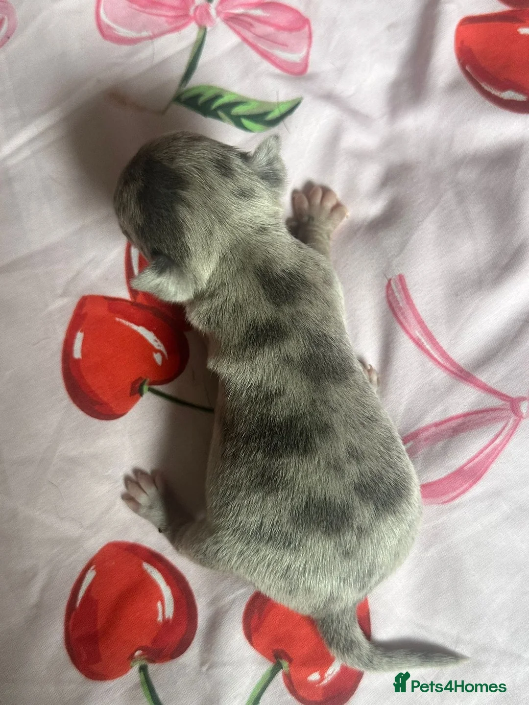 Chihuahua dogs for sale: 6 beautiful chihuahuas  - Advert 25