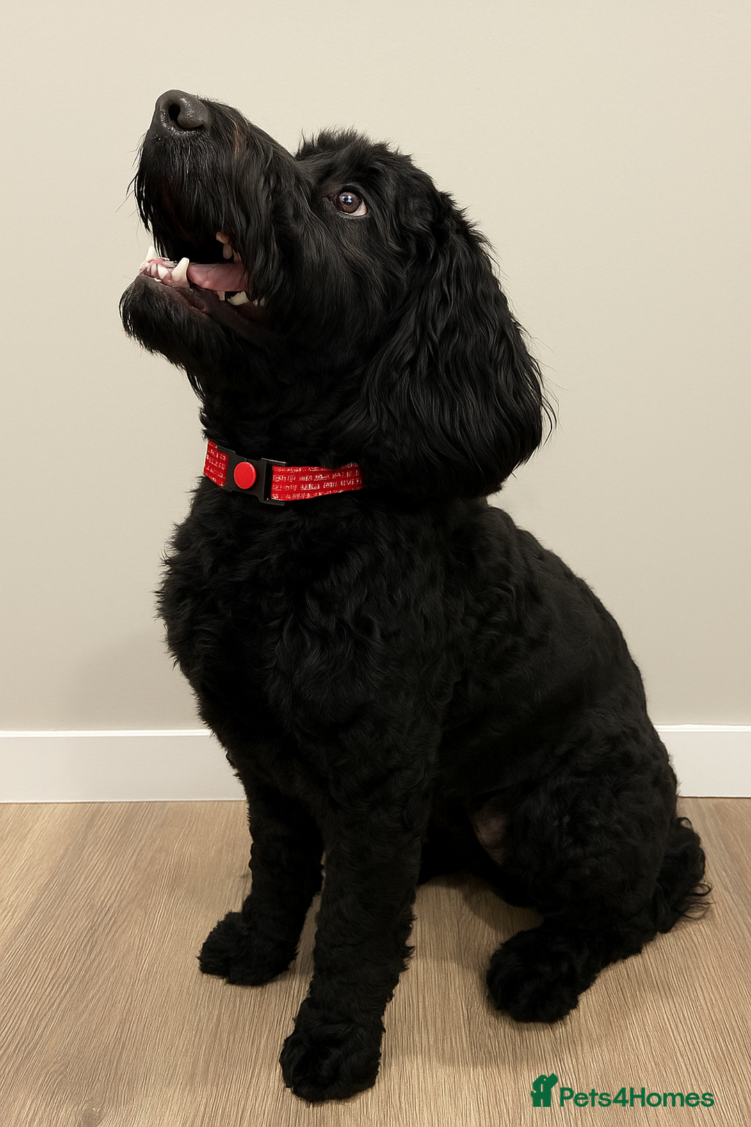 Cockapoo dogs for sale: Black Male Cockapoo Puppy - Advert 4