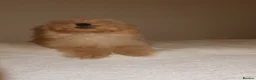 Pomapoo dogs for sale: Pompoo puppies  - Advert 6