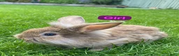 Mini Lion Lop rabbits for sale: Mini lion head lop babies  - Advert 4