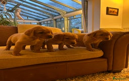 Labrador Retriever dogs for sale: Stunning KC Fox Reds  - Advert 7