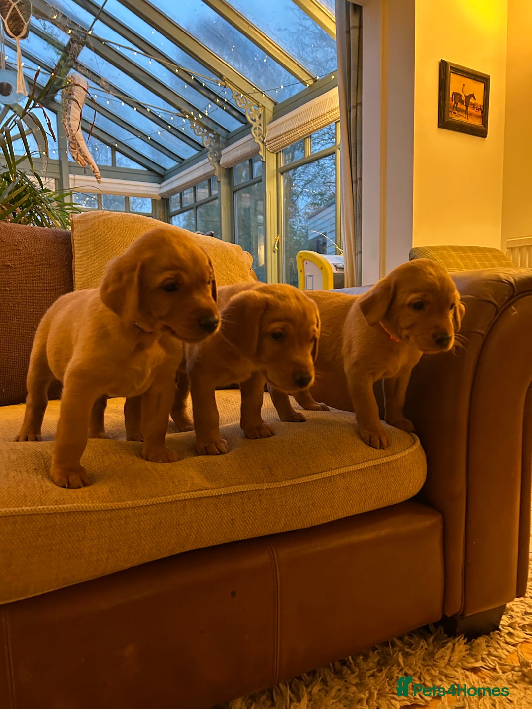 Labrador Retriever dogs for sale: Stunning KC Fox Reds  - Advert 7