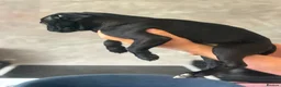 Mixed Breed dogs for sale: Mixed Breed Puppies - Advert 6