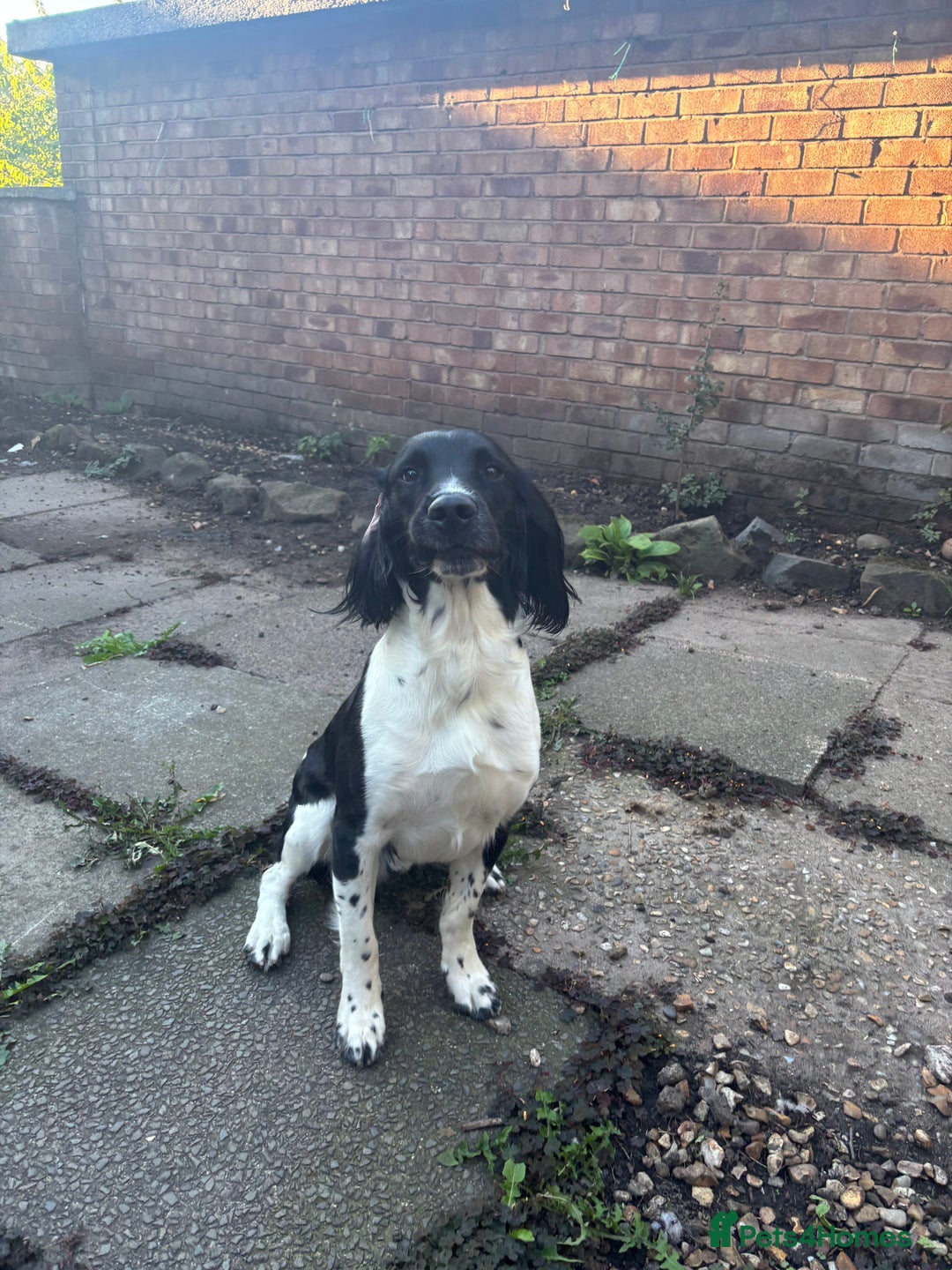 English Springer Spaniel dogs for stud: Stunning KC reg English Springer Spaniel  - Image 4